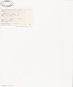 Valeriana versifolia Br¿gger