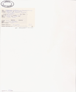 Verbascum blattaria L.