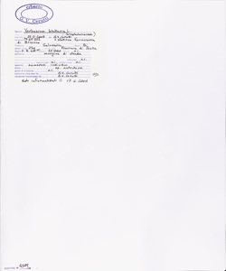 Verbascum blattaria L.