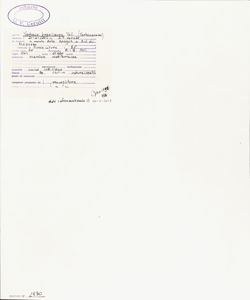 Verbena brasiliensis Vell.