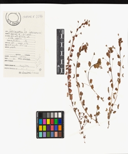 Veronica persica Poir.