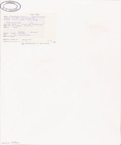 Viburnum tinus L.subsp. tinus