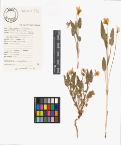 Viola canina L. subsp. ruppii (All.) Sch¿bl. & G. Martens