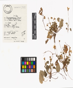 Viola reichenbachiana Jord. ex Boreau