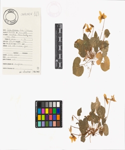 Viola riviniana Rchb.