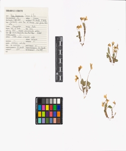 Viola thomasiana Songeon & Perr.