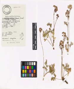 Mutellina adonidifolia (J. Gay.) Gutermann