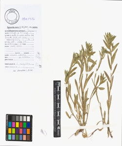 Buglossoides arvensis (L.) I.M. Johnst. subsp. arvensis