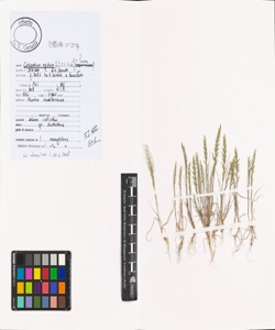 Catapodium rigidum (L.) C.E. Hubb. s.l.