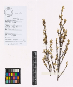 Cotoneaster mathonnetii Gand.