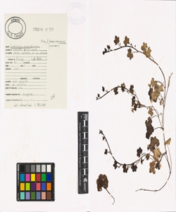 Cymbalaria muralis G. Gaertn., B. Mey., & Scherb. subsp. muralis