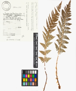 Dryopteris villarii (Bellardi) Woyn. ex Schinz & Thell. subsp. villarii