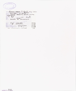 Elymus repens (L.) Gould subsp. repens