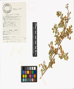 Emerus major Mill. subsp. major