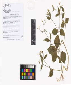 Galinsoga quadriradiata Ruiz & Pav.