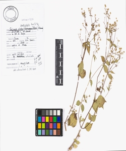 Galinsoga quadriradiata Ruiz & Pav.