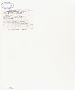 Malva veneta (Mill.) Soldano, Banfi & Galasso