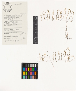 Moehringia ciliata (Scop.) Dalla Torre