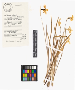 Narcissus po¿ticus L.