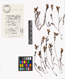 Pedicularis kerneri Dalla Torre