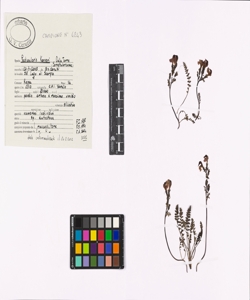 Pedicularis kerneri Dalla Torre