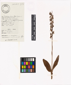 Platanthera bifolia (L.) Rich.