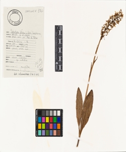 Platanthera bifolia (L.) Rich.