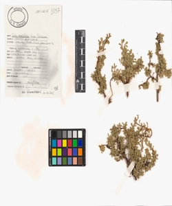 Salix serpillifolia Scop.