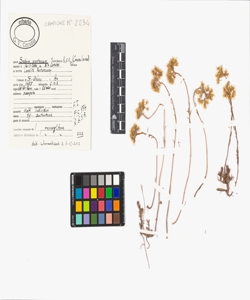 Sedum montanum Songeon & E.P. Perrier