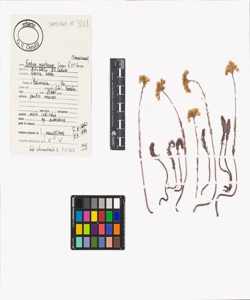 Sedum montanum Songeon & E.P. Perrier
