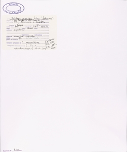 Solidago gigantea Aiton