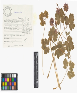 Aquilegia sp. (mostruosit¿)