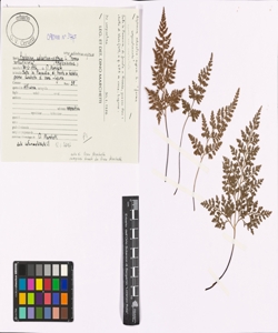 Asplenium adiantum-nigrum L. subsp. adiantum-nigrum 