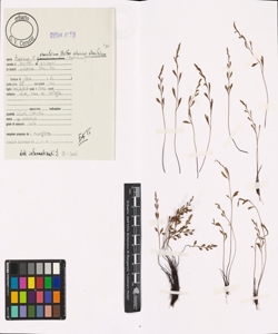Asplenium x alternifolium Wulfen nothosubsp. alternifolium