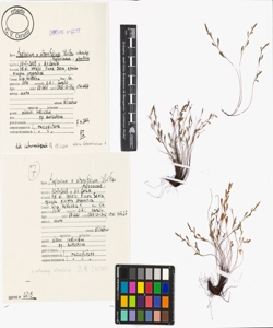 Asplenium x alternifolium Wulfen nothosubsp. alternifolium