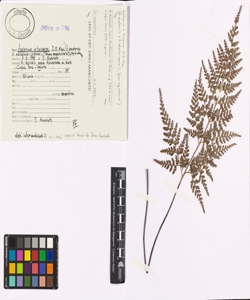 Asplenium x ticinense D. E. Mey.