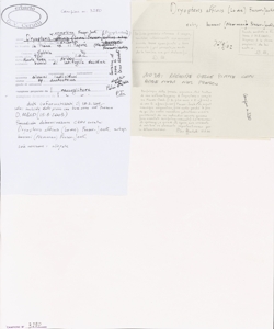 Dryopteris x complexa Fraser-Jenk.