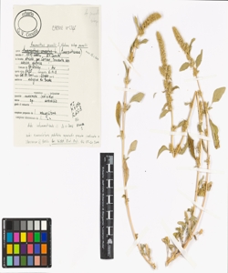 Amaranthus powellii S. Watson subsp. powellii