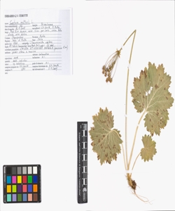 Cortusa matthioli L.