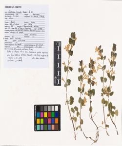 Glechoma hirsuta Waldst. & Kit.