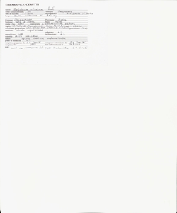 Epilobium ciliatum Raf.