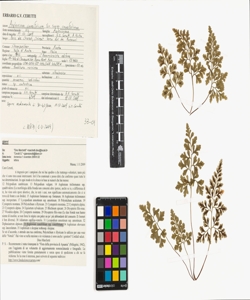 Asplenium cuneifolium Viv. subsp. cuneifolium