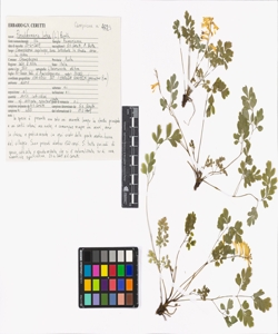 Pseudofumaria lutea (L.) Borkh.