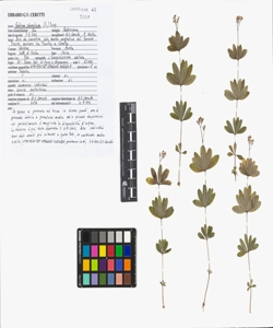 Galium odoratum (L.) Scop.