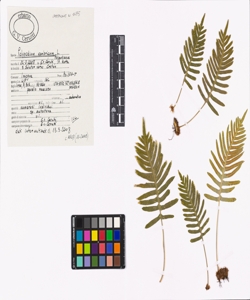 Polypodium cambricum L.