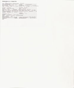 Oenothera glazioviana Micheli