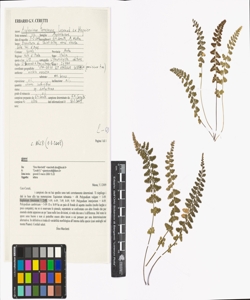 Asplenium foreziense Legrand ex Magnier