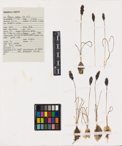 Muscari neglectum Guss. ex Ten.