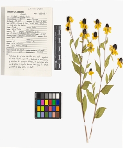 Rudbeckia triloba L.