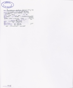 Peucedanum venetum (Spreng.) W.D.J. Koch